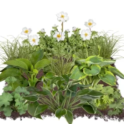 Bio Stauden-Set 'Schattengarten' 12 Pflanzen für 2 m²
