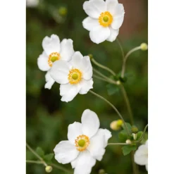 Bio Stauden-Set 'Schattengarten' 12 Pflanzen für 2 m²