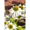 Bio Staudenset 'weiße Blüten' 12 Pflanzen für 2 m²