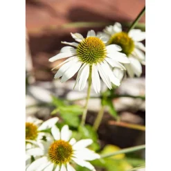 Bio Staudenset 'weiße Blüten' 12 Pflanzen für 2 m²