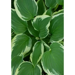 Bio Staudenset 'weiße Blüten' 12 Pflanzen für 2 m²