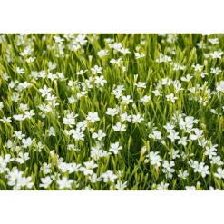 Bio Staudenset 'weiße Blüten' 12 Pflanzen für 2 m²