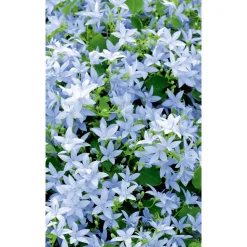 Bio Teppich-Glockenblume, 9 cm Topf, 3er-Set