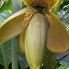 Bio-Banane winterhart 12 cm Topf