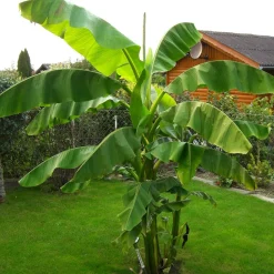 Bio-Banane winterhart 12 cm Topf