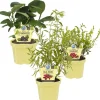 Bio-Beeren gesunder Mix 12 cm Topf, 3er-Set