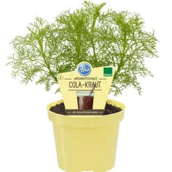 Bio-Cola-Kraut 12 cm Topf