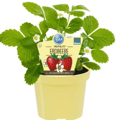 Bio-Erdbeere 'Meraldo' 12 cm Topf