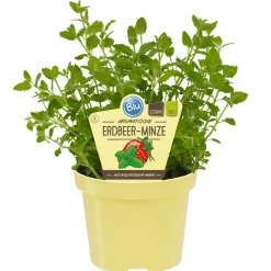 Bio-Erdbeerminze 12 cm Topf
