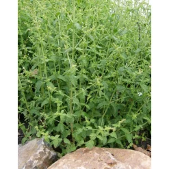 Bio-Erdbeerminze 12 cm Topf