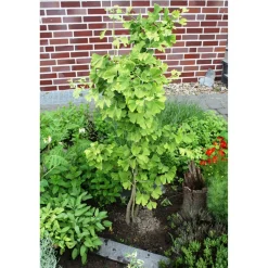 Bio-Ginkgo 12 cm Topf