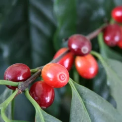Bio-Kaffee 12 cm Topf