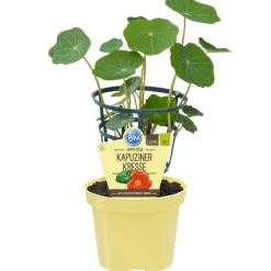 Bio-Kapuzinerkresse 12 cm Topf