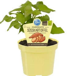 Bio-Kartoffel Süßkartoffel 'Erato' 12 cm Topf