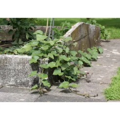Bio-Kartoffel Süßkartoffel 'Erato' 12 cm Topf