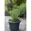 Bio-Kaugummistrauch 12 cm Topf
