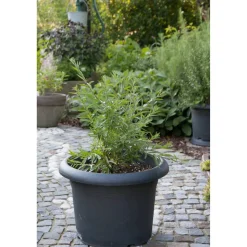 Bio-Kaugummistrauch 12 cm Topf