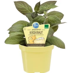 Bio-Käsekraut 12 cm Topf