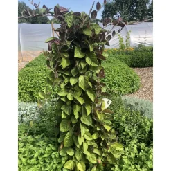 Bio-Käsekraut 12 cm Topf