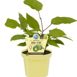 Bio-Mini-Kiwi selbstbefruchtend 12 cm Topf