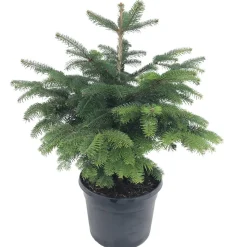 Bio-Nordmanntanne topfgewachsen 30 cm Topf
