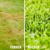 BIO-Rasendünger 3 kg für 75 m²