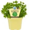 Bio-Waldmeister 12 cm Topf