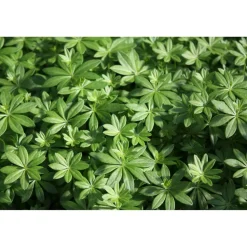 Bio-Waldmeister 12 cm Topf