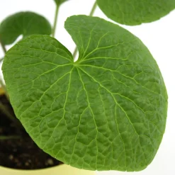 Bio-Wasabi 12 cm Topf