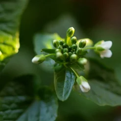 Bio-Wasabi 12 cm Topf