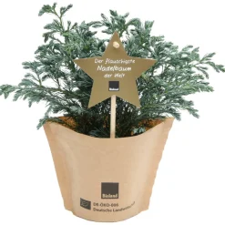 Bio-Weihnachtsblauwichtel 10 cm Topf