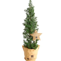 Bio-Weihnachtsbäumchen 'Top-Point' 10 cm Topf