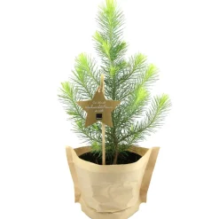 Bio-Weihnachtspinie 12 cm Topf