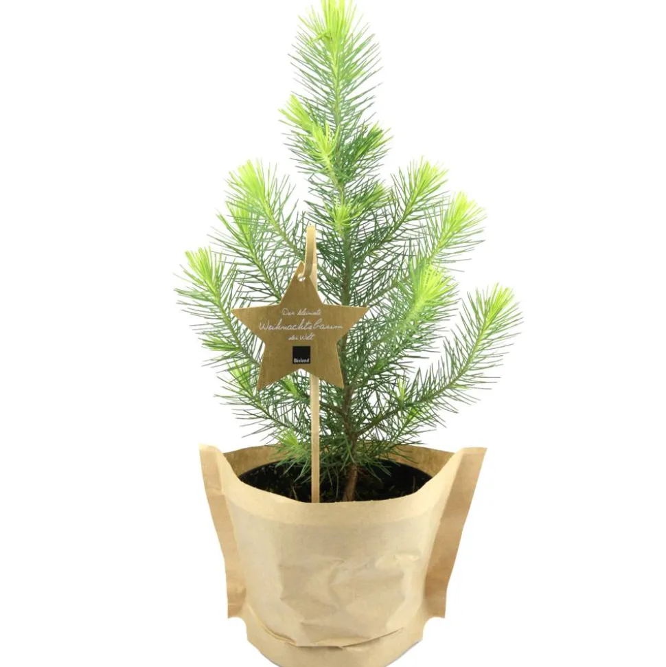 Bio-Weihnachtspinie 12 cm Topf
