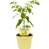 Bio-Zitronen-Chili 'Lemon Drop' 12 cm Topf