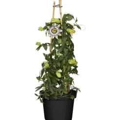 Blaue Passionsblume 14 cm Topf