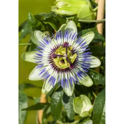 Blaue Passionsblume 14 cm Topf