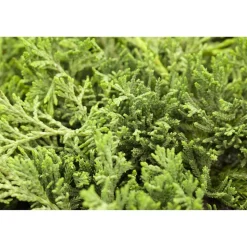 Blauer Teppich-Wacholder 'Glauca', 17 cm Topf