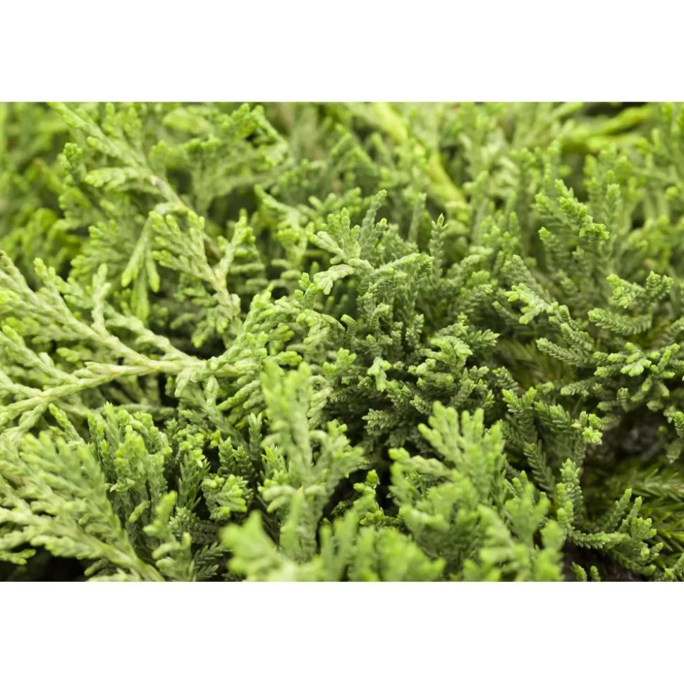 Blauer Teppich-Wacholder 'Glauca', 17 cm Topf
