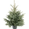Blaufichte getopft 100-125 cm