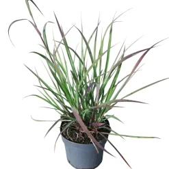 Blauhalm-Gras 'Red October' 19 cm Topf