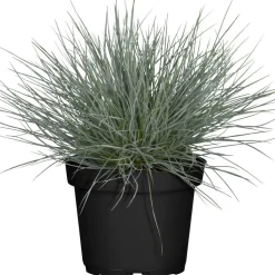 Blauschwingel 9,5 cm Topf