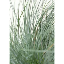 Blauschwingel 'Azurit' 19 cm Topf