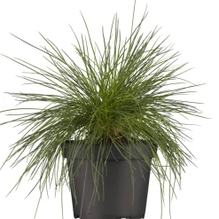 Blauschwingel 'Azurit' 19 cm Topf