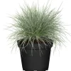 Blauschwingel 'Cool as Ice' 14 cm Topf