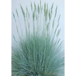 Blauschwingel 'Cool as Ice' 11 cm Topf, 3er-Set
