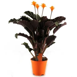 Blühende Korbmarante 14 cm Topf