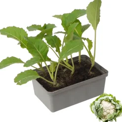 Blumenkohl 6er-Schale