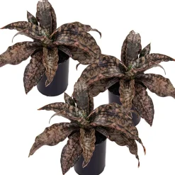 Bogenhanf 'Star Canyon Granite' 9 cm Topf, 3er-Set