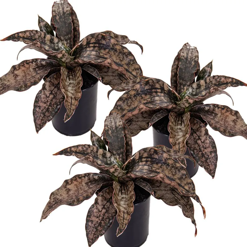 Bogenhanf 'Star Canyon Granite' 9 cm Topf, 3er-Set